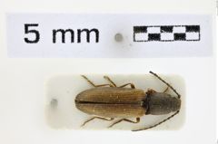 Foto (Dorsalansicht) von Athous zanettii (NHMW-ZOO-COL-0008559)